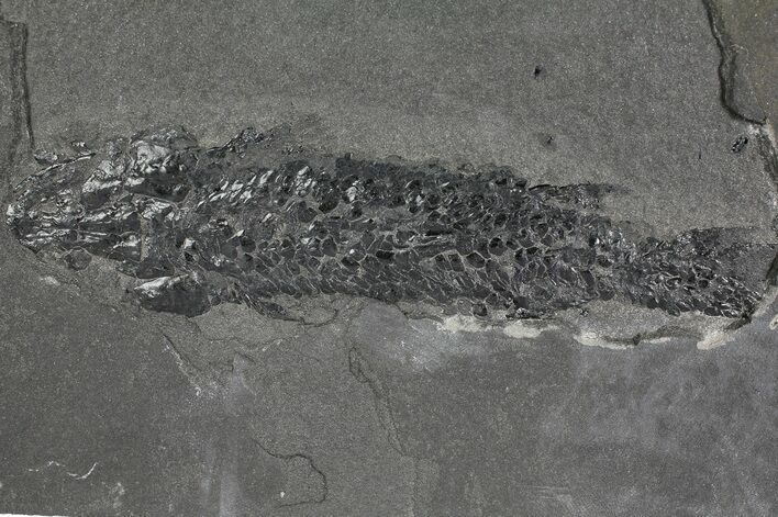 Devonian Lobe-Finned Fish (Osteolepis) - Scotland #177076